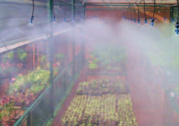 آشنایی با سیستم مه پاش در گلخانه