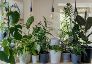 خرید آنلاین گیاهان